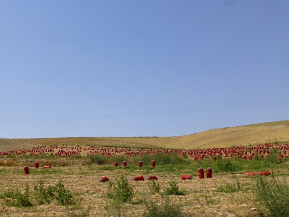 P1180644_edit.JPG image