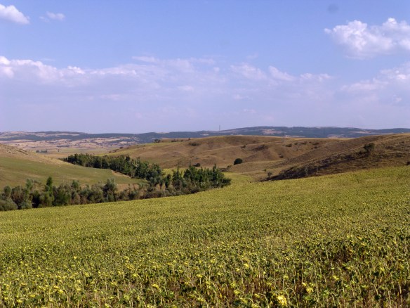 P1180723_edit.JPG image