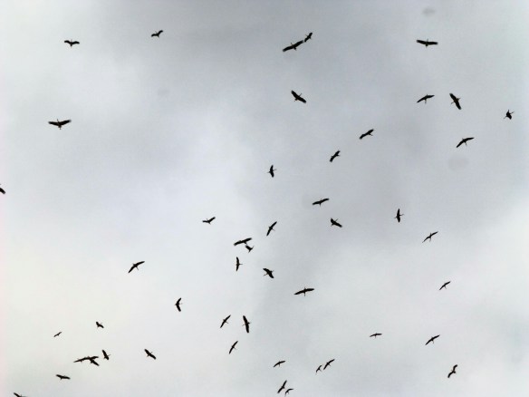 P1190294_edit.JPG image